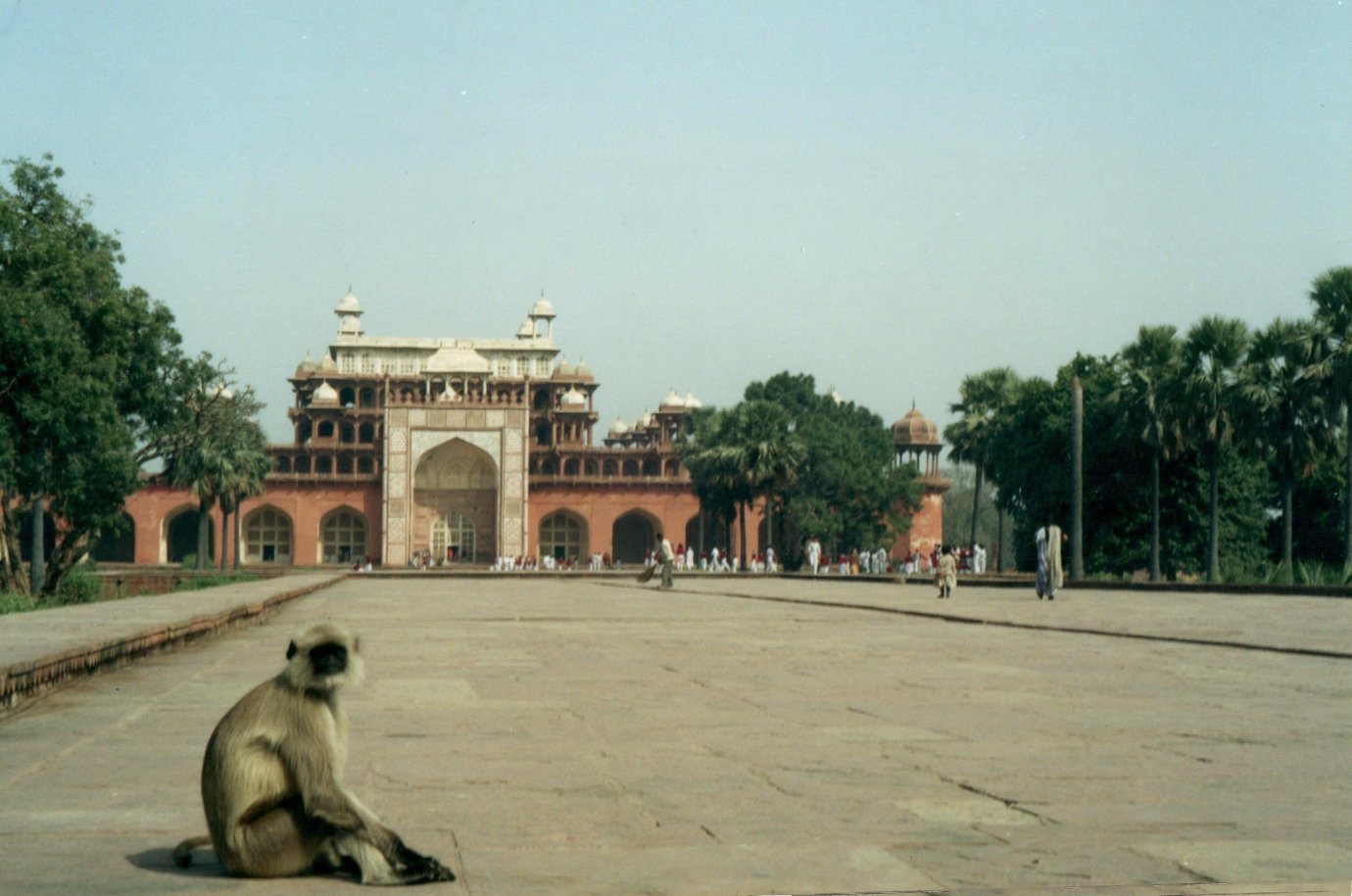 agra-sikandra-monkey.jpg