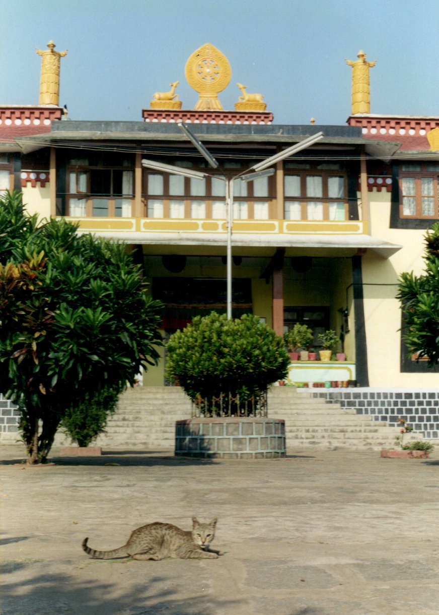 bylakuppe-cat.jpg