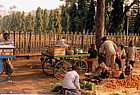 mysore-streetmarket.png
