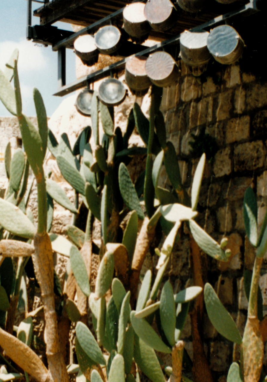 il-telaviv-cacti-lights.jpg