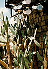 il-telaviv-cacti-lights.jpg