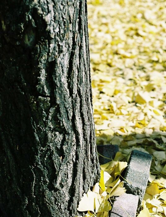 ansan-tree